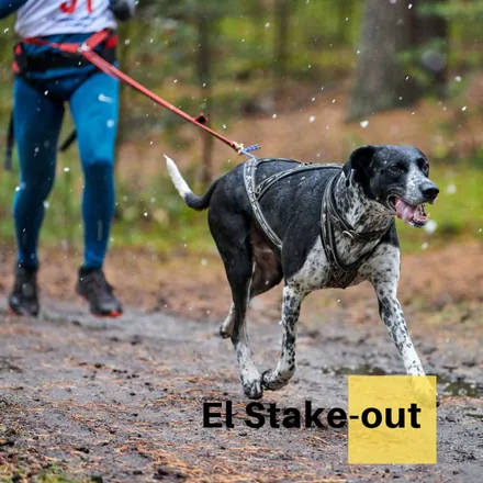 Portada de El Stake-out