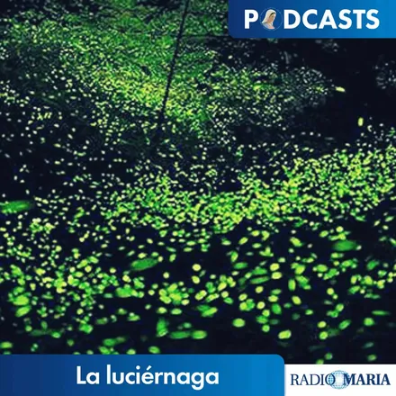 Portada de La luciérnaga
